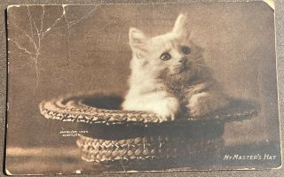 Vintage Cat Kitten Postcard My Master’s Hat C1904
