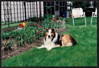 Vintage Photograph Adorable Collie Puppy Dog Laying By Flowers In Yard