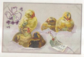 Easter Greetings,  Five Cute Baby Chicks,  Vintage Raphael Tuck Postcard