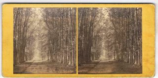 Stereoview By G W Wilson - No 348 Avenue Of Limes At Castle Grant Strathspey