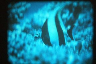 16mm Film - Animals Of The Living Reef - Lpp