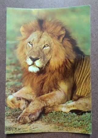 Vintage Postcard - Lion.  Kruger National Park.