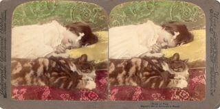 1898 Girl Sleeping With Cat,  " Tired Of Play ".  Underwood Stereoview