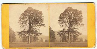 Stereoview By G W Wilson - No 673 Fir Tree At Inverary Castle