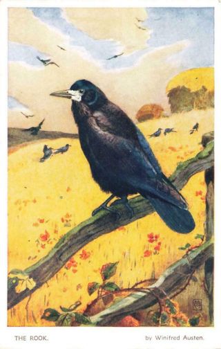 Artist Winifred Austen - Bird Series - The Rook Vintage Postcard
