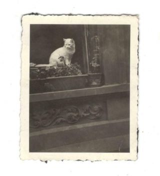 Vintage Photo White Cat At Window Sill 1930 