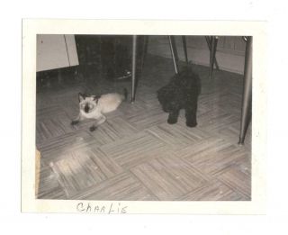 Vintage Polaroid Photo Siamese Cat Next To Dog 1960 