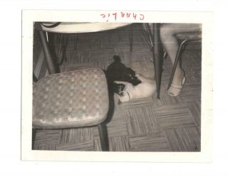 Vintage Polaroid Photo Siamese Cat Next To Dog 1960 