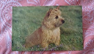 Vintage Dog Postcard.  Norwich Terrier.  British Postcard.  Not Mailed.  Chrome.