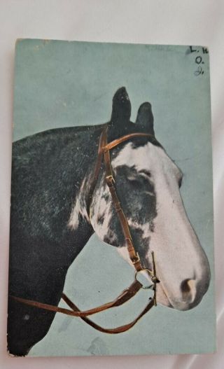 Vintage Horse Postcard.  Black Horse,  White Face.  Foreign.  Pm 1907.