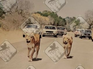 Vintage 1970s Promotion Travel Postcard South Africa Kruger National Park Lions
