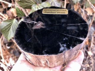 Reilly’s Rocks: Rare Woodworthia Polished Arizona Petrified Wood,  1.  5 Lb