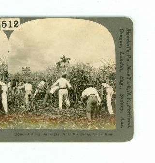 B7317 Keystone 10264 Cutting The Sugar Cane,  Rio Pedro,  Porto Rico D