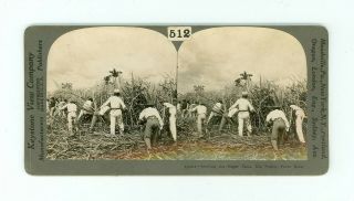 B7317 Keystone 10264 Cutting The Sugar Cane,  Rio Pedro,  Porto Rico D 2