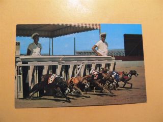 Daytona Beach Kennel Club Daytona Beach Florida Vintage Postcard Greyhound Dogs