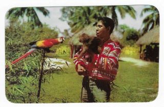 Vintage Florida Postcard Seminole Indian Miami Musa Isle Wild Life Parrot Monkey