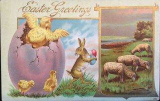 Vintage Easter Postcard Fantasy Rabbit Steals Colored Eggs Chick Hatching,  Sheep