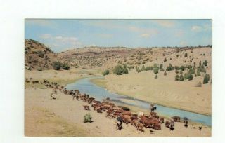 Vintage Cowboy Western Post Card " Watering The Herd "