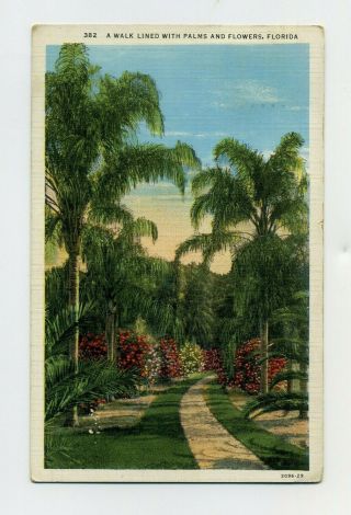 A Walk Lined With Palm Trees And Flowers Vintage 1936 Florida Postcard