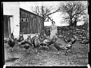 Turkey Farming 1930 