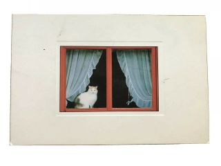 Le Chat à La Fenêtre Vintage French Postcard V 3567 The Cat In The Window