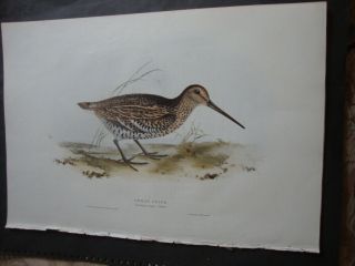 Rare Gould Birds Of Europe Hand Colored Folio Print 1832: Great Snipe