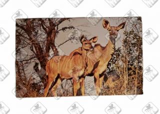 Vintage 1970s Promotional Travel Postcard Kruger National Park South Africa Kudu