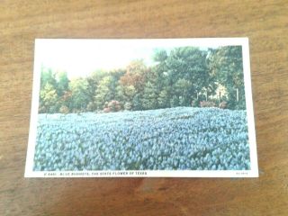 Texas - Blue Bonnets - State Flower Of Texas - Vintage Postcard