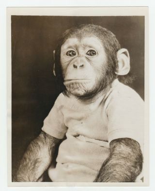 Cute Press Photo Famous Hollywood Television Chimpanzee Mr Fred.  J Muggs 1953