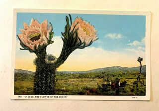 Southwestern Us,  " Cactus,  The Flower Of The Desert " Vintage 1915 - 30 Pc 421