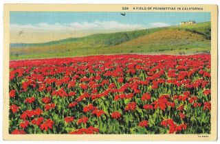 California A Field Of Poinsettias Vintage Linen Postcard 1504