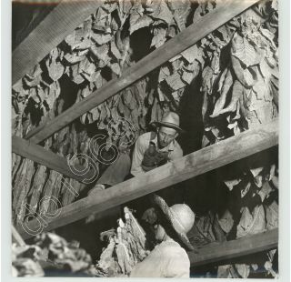 Agriculture Tobacco Farmers Harvest Leaves By David Strout Vtg 1950s Press Photo