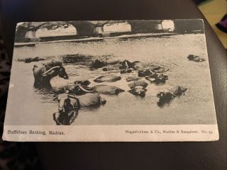 Vintage Postcard - Buffaloes Bathing Madras India - 1909 - P21