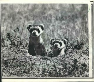 1972 Press Photo Two Black Footed Ferrets Ground Near White River South Dakota