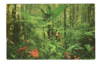 Red Anthurium Giant Tree Ferns Hawaii Vintage Postcard Ls23