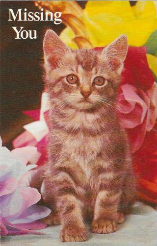 Vintage Cats Kittens Postcard Missing You Paper Flowers North Shore Animal