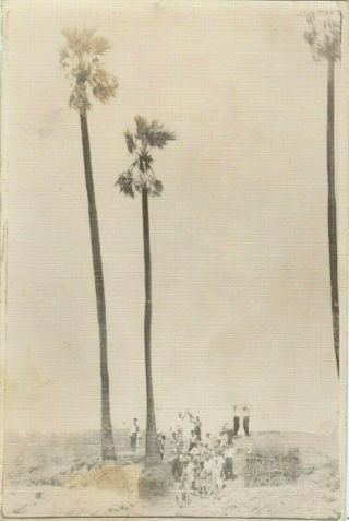 1962 People Under Giant Palm Trees Unusual Abstract Odd Weird Old Russian Photo
