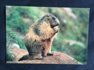 Vintage Collectable Postcard - C1990s - Marmotte - Animals - France