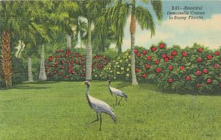 Vintage Florida Linen Postcard Demoiselle Cranes Birds In Sunny