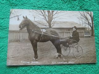 Harness Horse Racing Vintage Real Photo Postcard Of Horse & Driver & Jog Cart