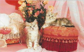 Vintage Cats Kittens Postcard Pink Pillows Roses Lace North Shore Animal