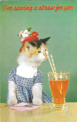 Vintage Cats Kittens Postcard I 