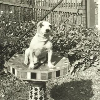 Vintage Black And White Photo Jack Russell Terrier Dog Sitting Podium Back Yard