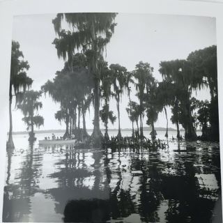 Vintage 1950s Photo Cypress Gardens Winter Haven Florida Swamp Trees Boat