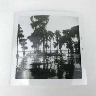 Vintage 1950s Photo Cypress Gardens Winter Haven Florida Swamp Trees Boat 2
