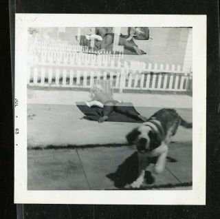 Vintage Photo Abstract Double Exposure Dog In Foreground Topless Girl Sunbathes