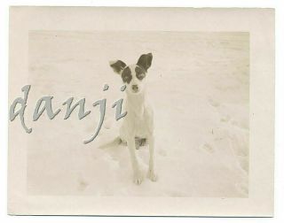 Terrier Dog With Big Ears Sitting A Snow Void Staring At The Camera Old Photo