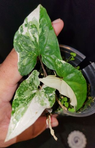 Syngonium Albo Varigated 8,  Not Monstera,  Or Philodendron,  Rare,  Aroid