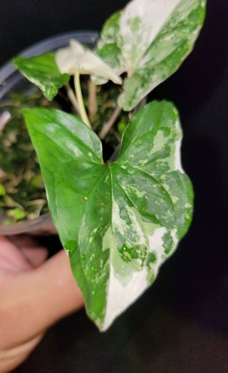 Syngonium albo varigated 8,  not monstera,  or philodendron,  rare,  aroid 2