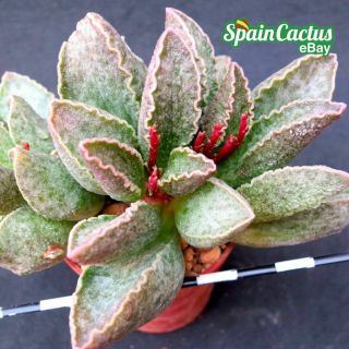 Adromischus " Laia " Rare Succulent Plant 18/4 King Size Hybrid